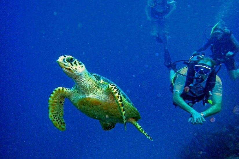 Scuba diving diver ocean sea underwater turtle wallpaper | 2000x1413 .