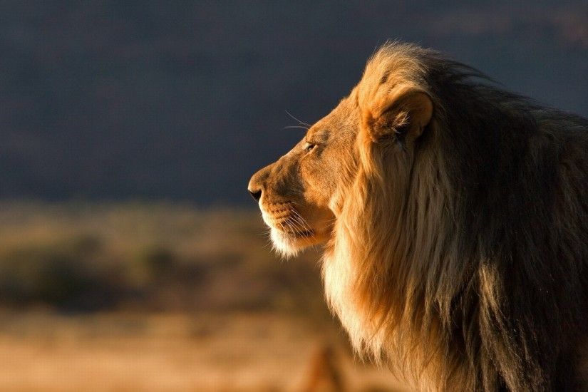 ... wild Lion Wallpaper, large, wild cat, lion, hischnik, male, king of