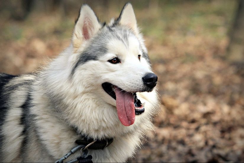 Siberian Husky Pictures