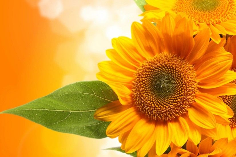 HD Widescreen Live Sunflower Backgrounds - Erma Weekly for desktop and  mobile