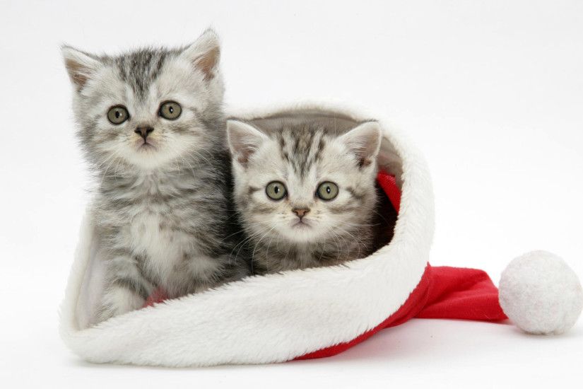 White-Cats-Christmas-Wallpaper-For-Android.jpg (1920Ã1200) | Wallpapers |  Pinterest | Wallpaper, Mobile wallpaper and Desktop backgrounds
