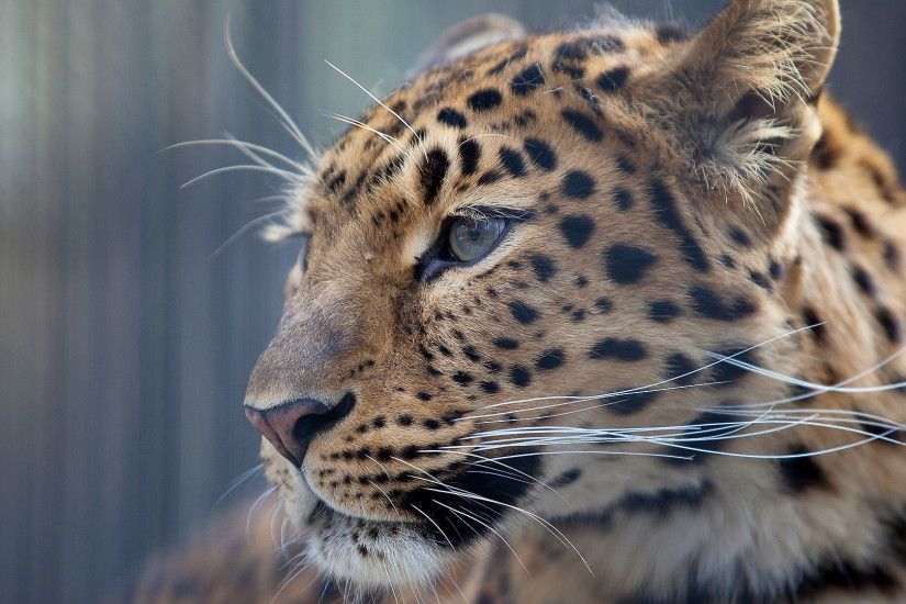 leopard wallpaper high definition background wallpapers free amazing cool  tablet smart phone 4k high definition 1920Ã1080 Wallpaper HD