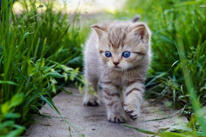 You can download 27967 cute baby cat 1920Ã1200 animal wallpaper in .