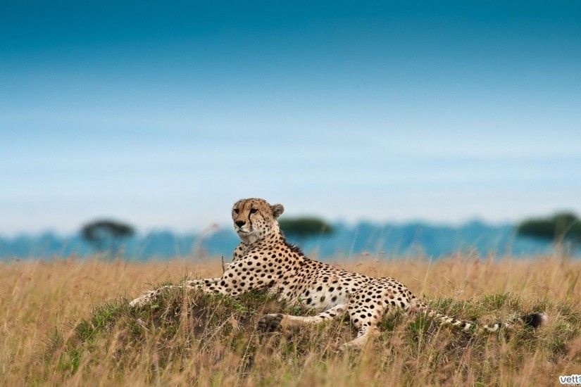 Best Gallery of Cheetah Backgrounds: 1920x1200, Ruthie Cooke for PC & Mac,  Tablet