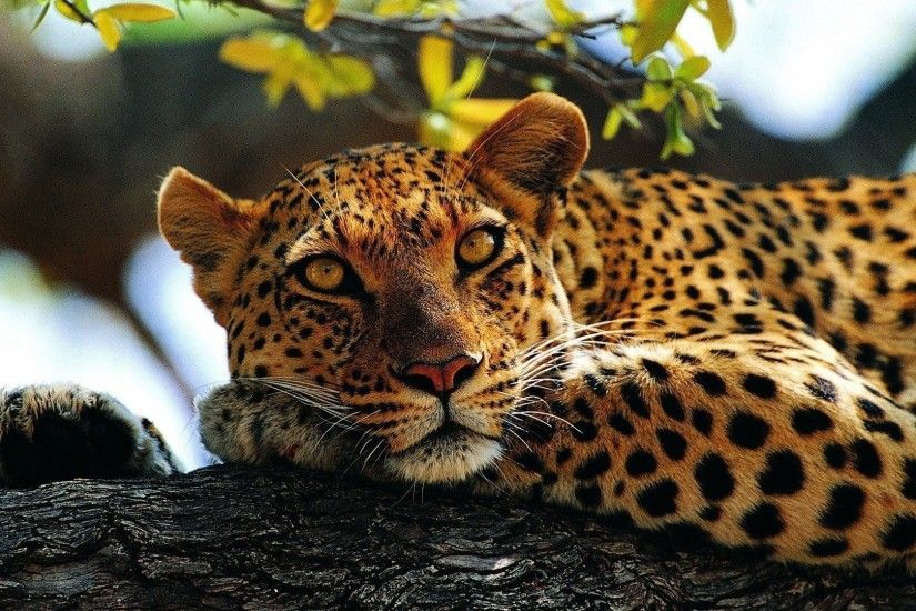 Pictures Of Leopard