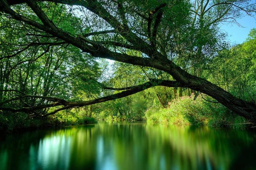 Wallpapers For > Amazon Forest Wallpaper Hd