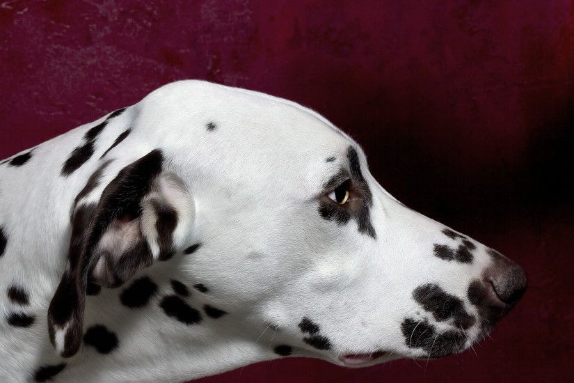 Images Dalmatian Dogs Head Animals 2560x1600