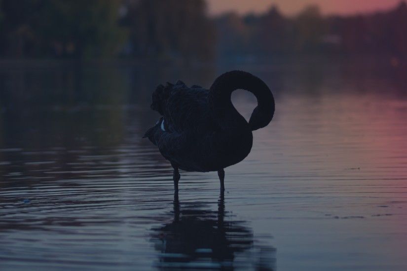 A beautiful Black Swan in this free HD wallpaper shared under CC0 license  by Alex Â· Download the wallpaper with graceful bird at 4K, HD and Wide  sizes for ...