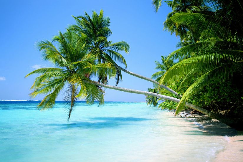 Palm trees beach