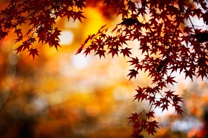 images about Paper Backgrounds Fall on Pinterest 1920Ã1080 Backgrounds  Autumn (26 Wallpapers)