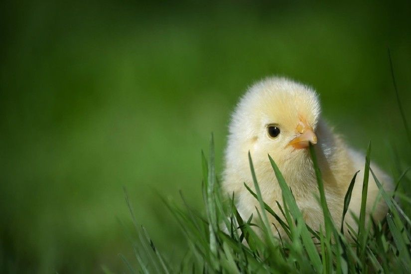 Wallpaper Chicken, Grass, Hidden, Small, Defenseless HD, Picture, Image