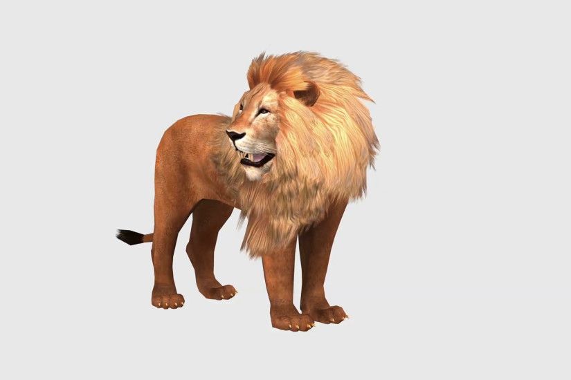 Lion, wild animal running on white background Motion Background -  Storyblocks Video