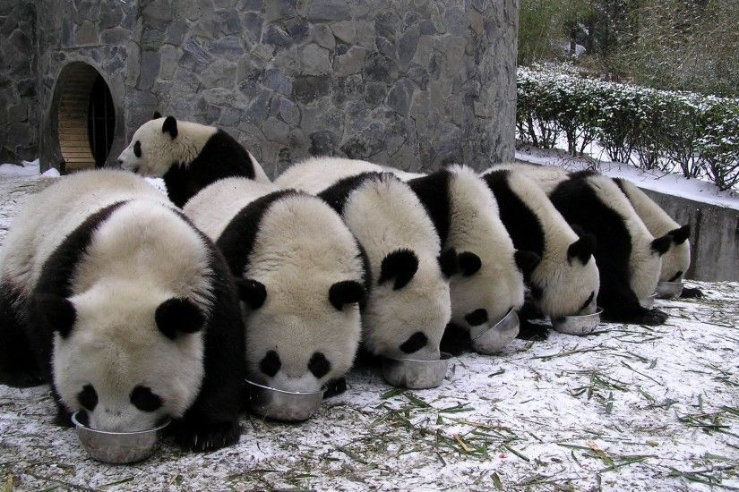Panda ...