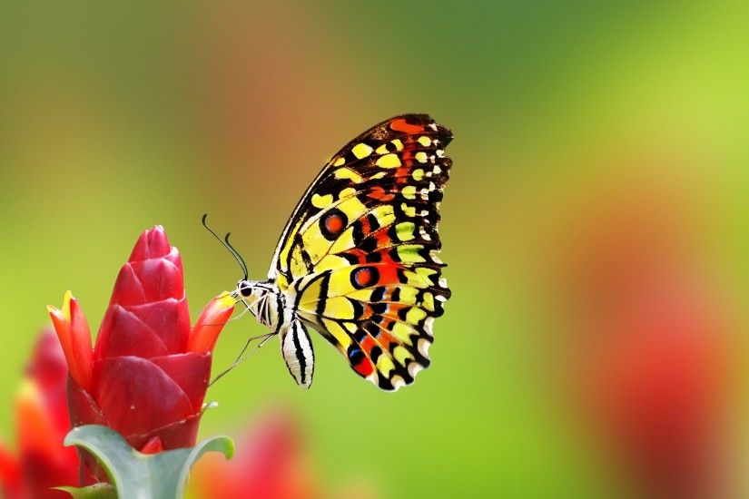 Most beautiful butterfly desktop background wallpapers