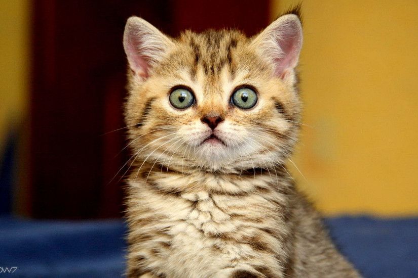 animals surprised cute kitty cat