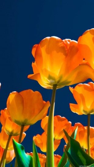 Tulips Wallpaper ·① WallpaperTag