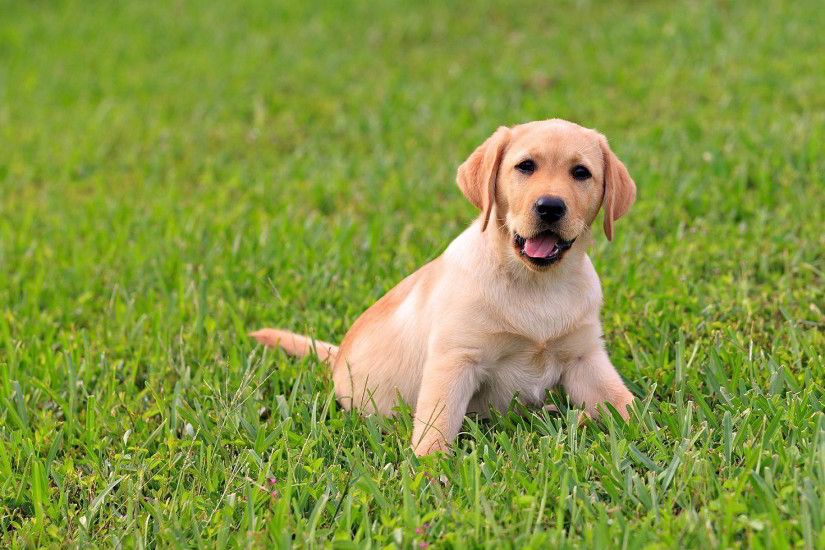 Dog Â· Cute Labrador Puppy ...