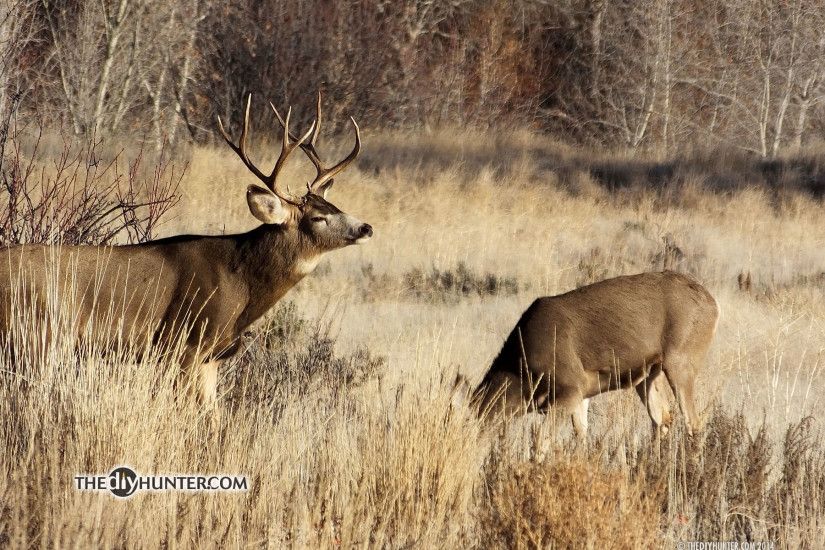 rutting mule deer buck with dow sniffing air ...