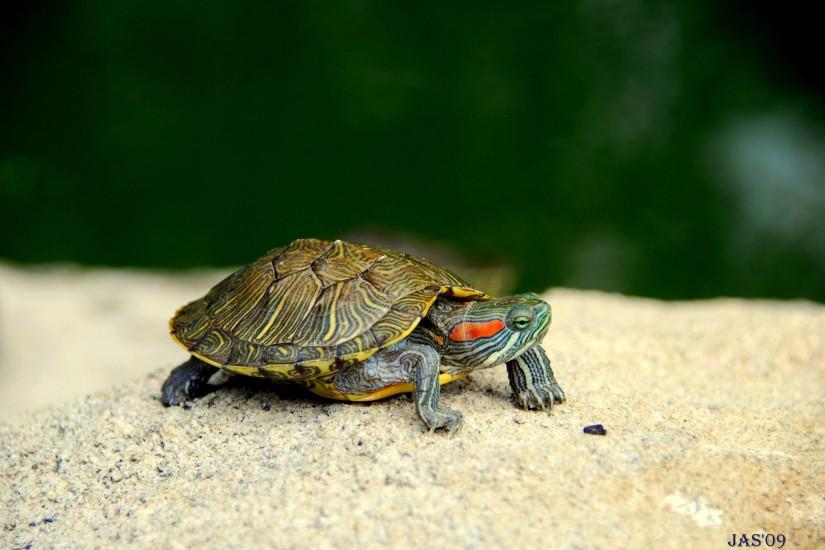 187 Turtle Wallpapers | Turtle Backgrounds Page 5