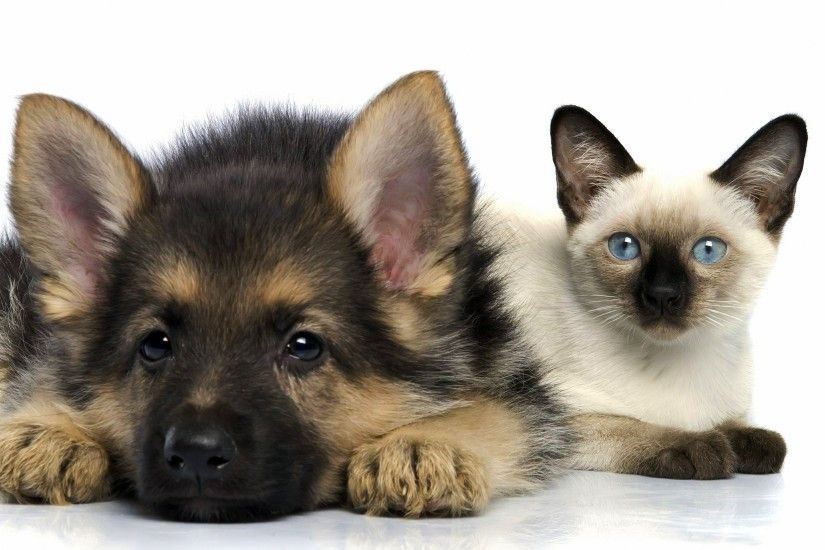 Pictures of Dogs and Cats 4