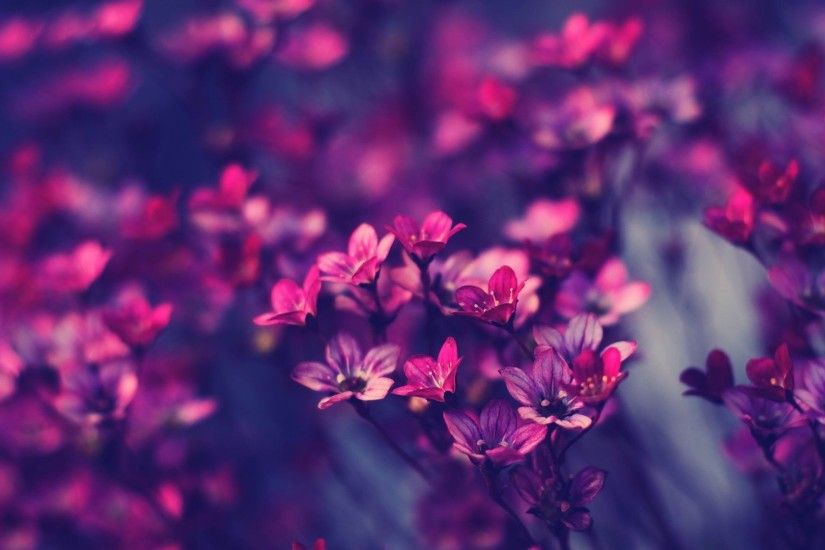 Purple Flower Wallpaper Free