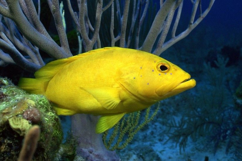 High resolution Yellow wallpaper in Animals/Fish desktop wallpapers. Find  this Pin and more on Under the Sea ...