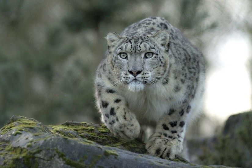 pin Snow Leopard clipart 1080p wallpaper #6
