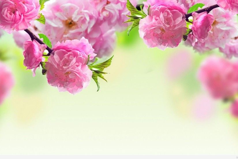 spring pink roses wallpaper
