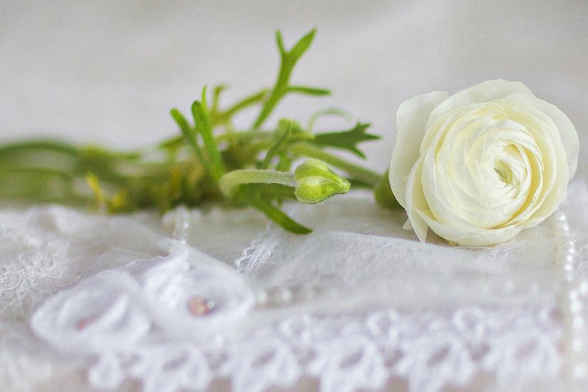 Beautiful White Rose For Wedding Wallpaper