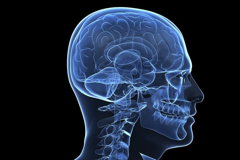 Brain Anatomy Medical Head Skull Digital 3d Xray Psychedelic Wallpaper At  3d Wallpapers