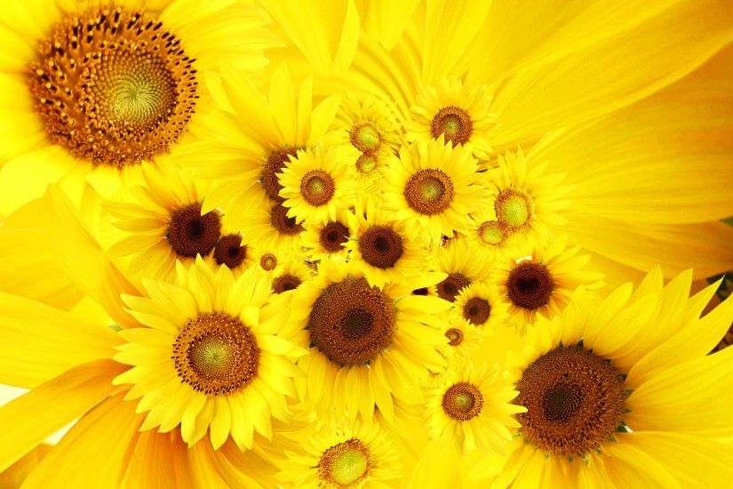 3D Wallpapers: Cool Sunflowers Yellow Bright HD Desktop Backgrounds .