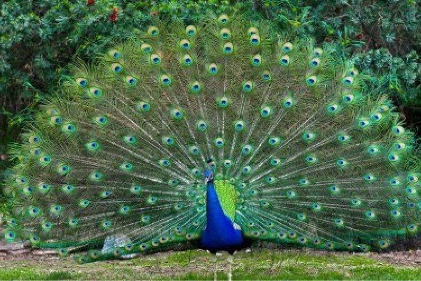 ... Peacock Wallpapers | Free Download Colorful Birds HD Desktop .