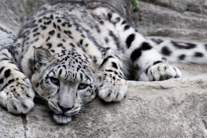 Go Back: Stunning Leopard HD Images and Wallpapers
