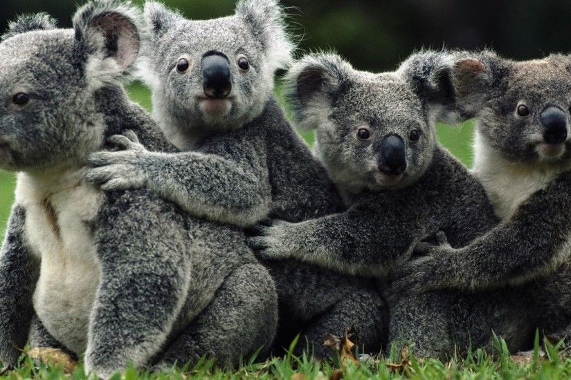 Koalas Tag - Koalas Australia Animals Animal Themes For Desktop for HD 16:9  High