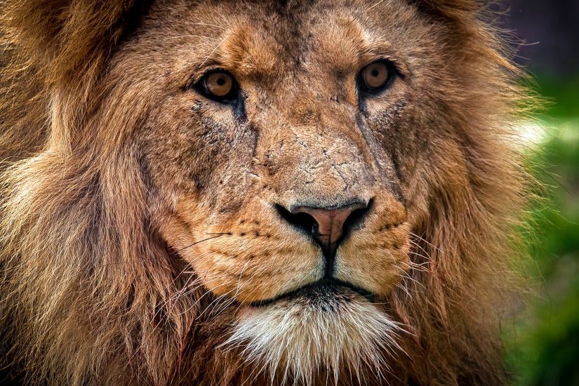 Preview wallpaper lion, predator, muzzle, close-up, king of beasts 3840x2160