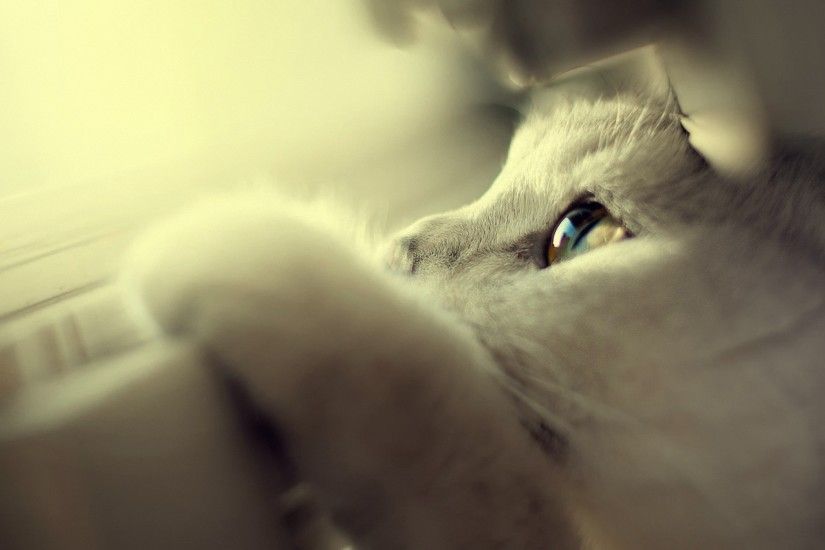 cats, eyes, mobile phone, mac, white, animal,kitten, blue