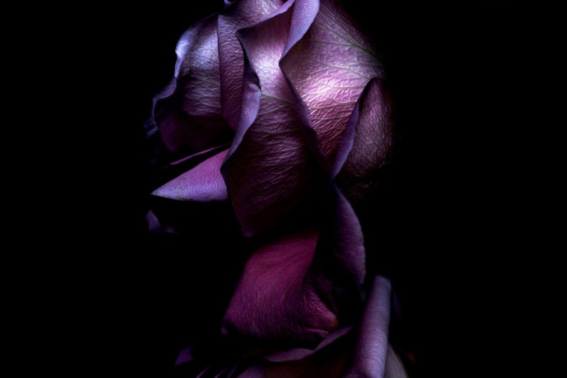 2048x1152 wallpaper ios11, purple roses, 4k