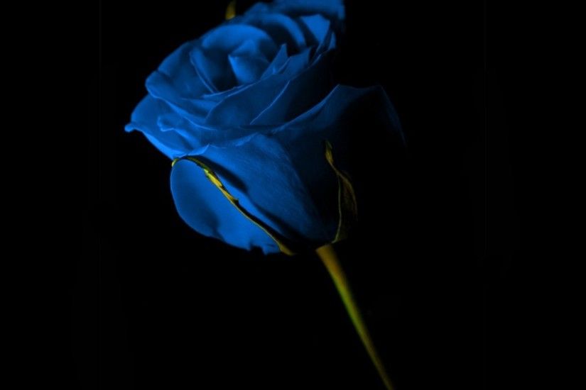 Blue rose on black background wallpapers and images - wallpapers .