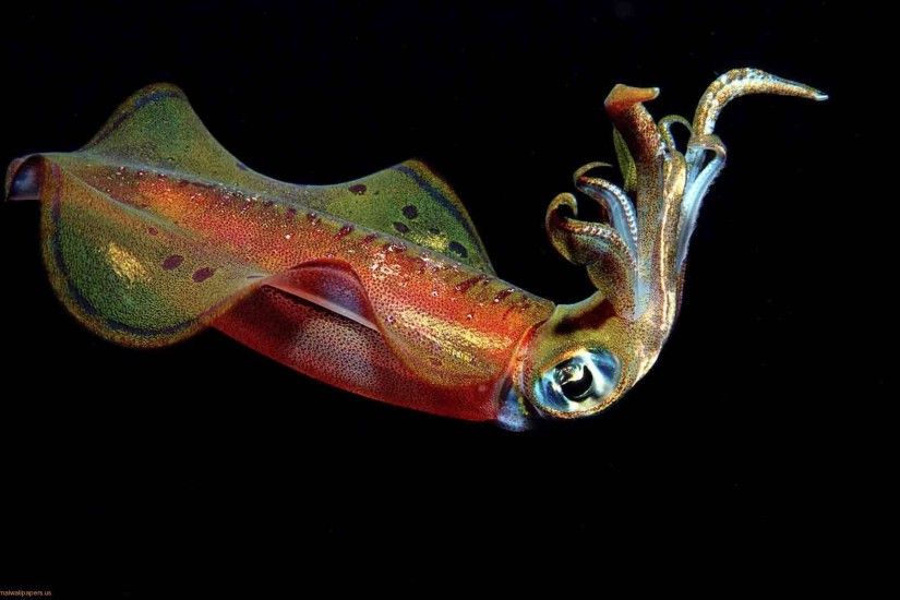 Squid HD wallpaper - Animal Backgrounds