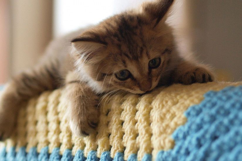 hd pics photos cute cat in bed pet animals hd quality desktop background  wallpaper