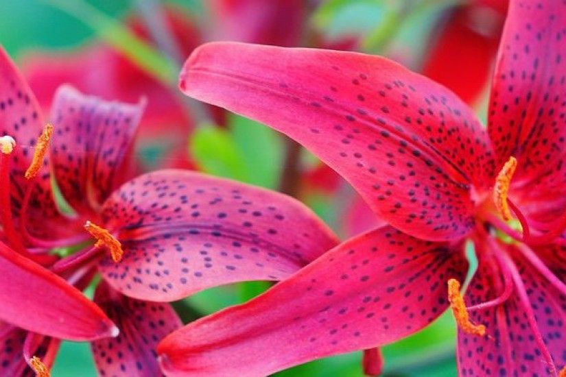 3840x1200 Wallpaper lilies, flowers, colorful, spotted, stamens, green