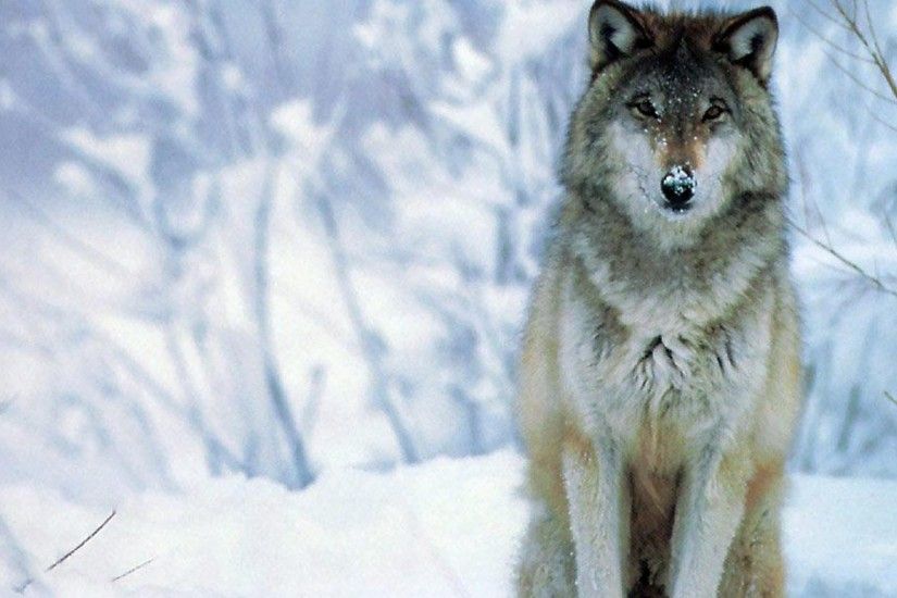 1920x1080 hd pics photos black wolf white wolf snow ice animals hd quality desktop  background wallpaper
