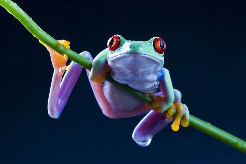 Most, Beautiful, Frog, High, Resolution, Wallpaper, For, Desktop,  Background, Images, Free, Wide, Colours, Screen, 1920x1200