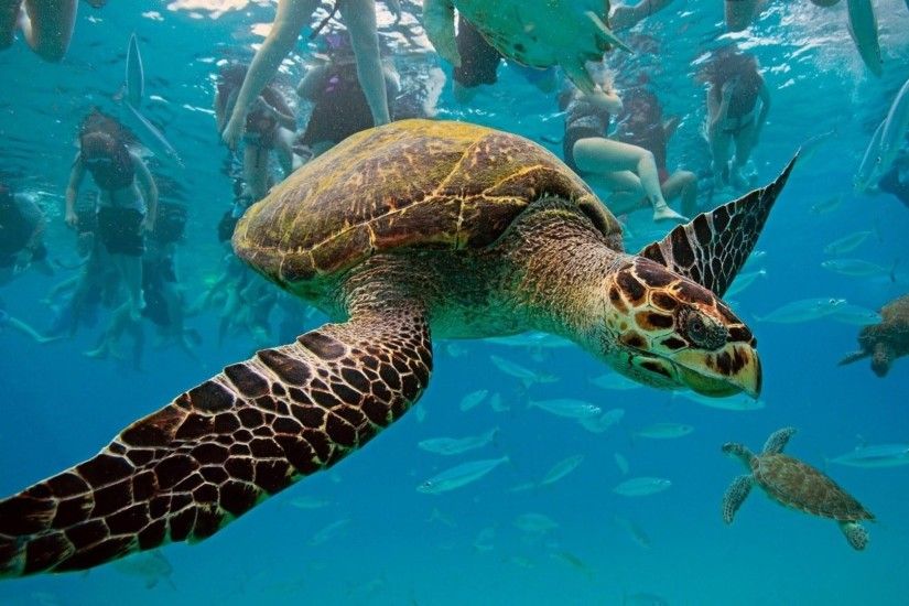 Preview wallpaper underwater, turtles, swim 3840x2160