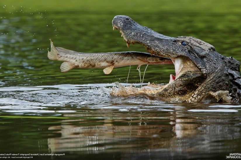 nature, Animals, Alligators Wallpapers HD / Desktop and Mobile Backgrounds