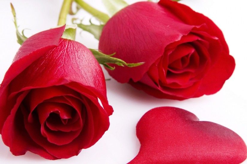 Description:- red rose beautiful hd wallpapers ...