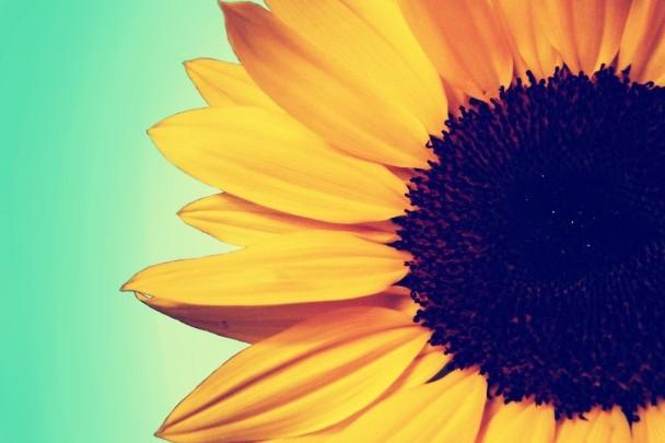 Black And White Sunflower Desktop Background 2560x1440