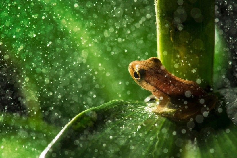 ... Frogs Wallpaper - Cute Little Frogs Wallpaper ...