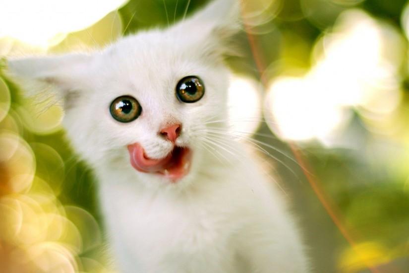 Cute-white-Cat-wallpapers-3 - Animals Planent.