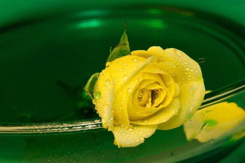 Yellow Rose Wallpaper HD Picture